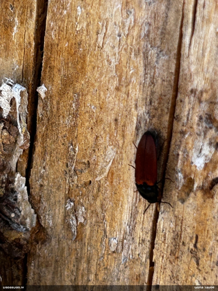 Sprakšķis Ampedus sanguineus