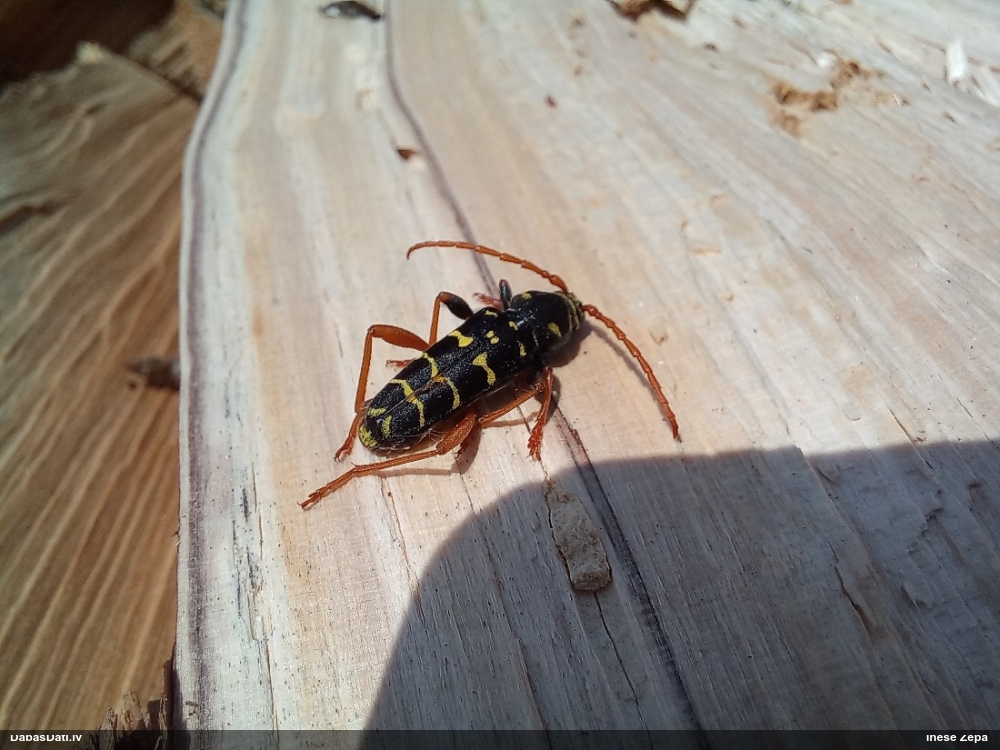 Koksngrauzis Plagionotus arcuatus