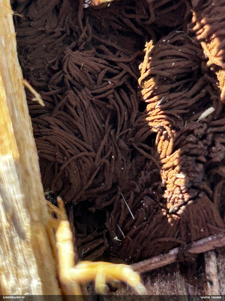 Šokolādes gļotsēne (nenoteikta)