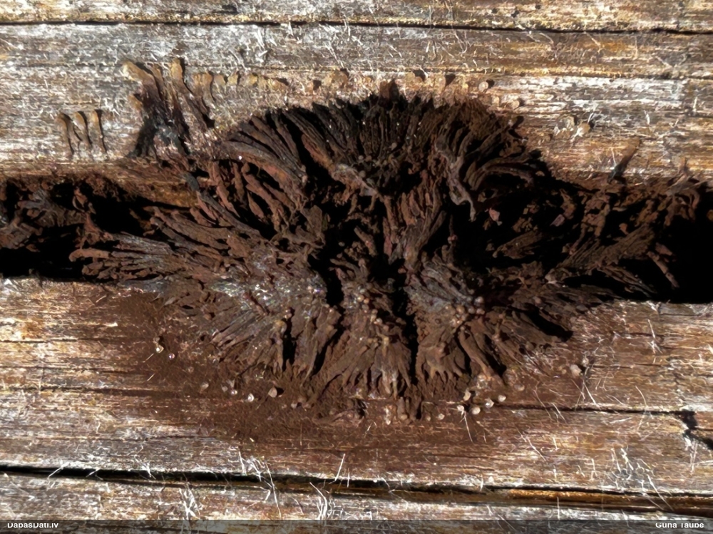 Šokolādes gļotsēne (nenoteikta)