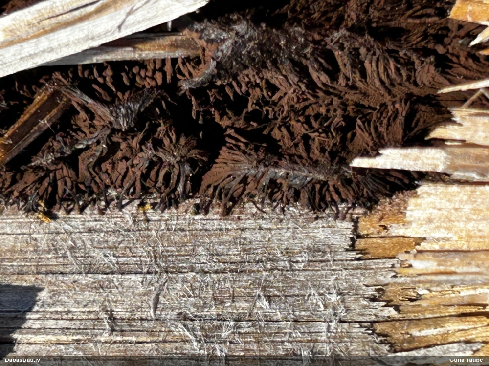 Šokolādes gļotsēne (nenoteikta)