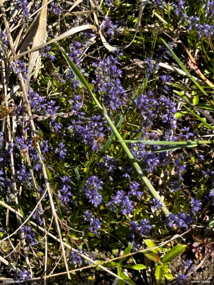 истод горьковатый