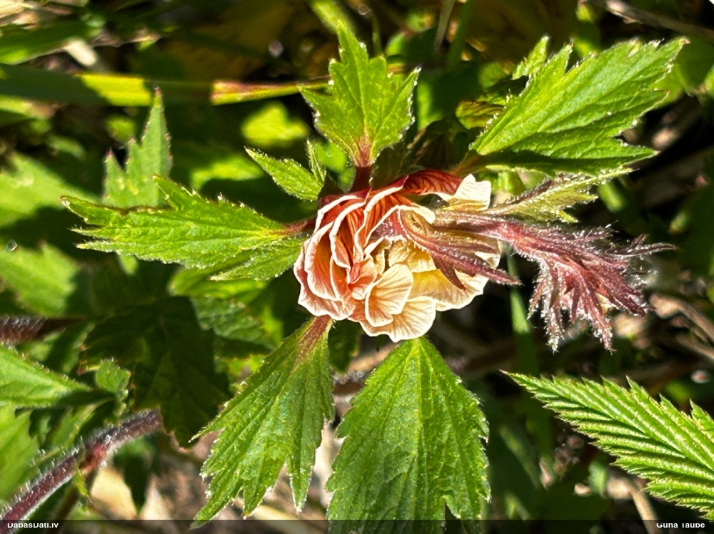 гравилат речной
