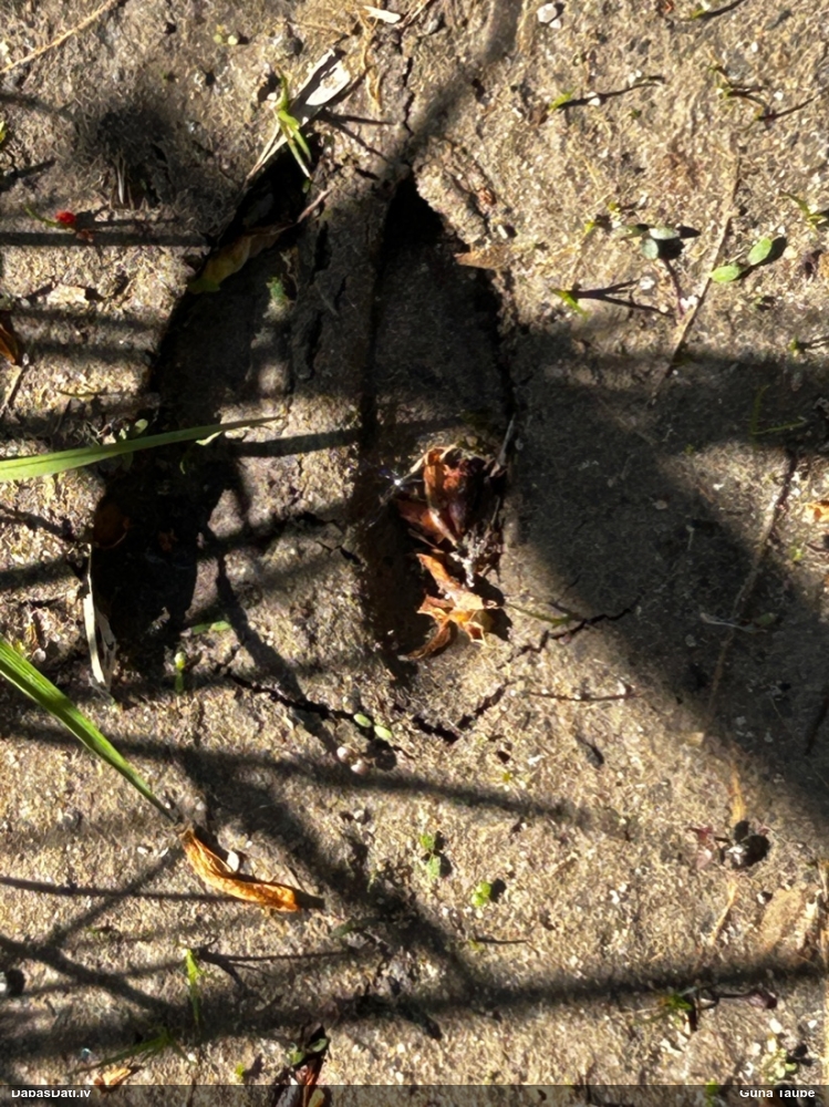 европейская косуля