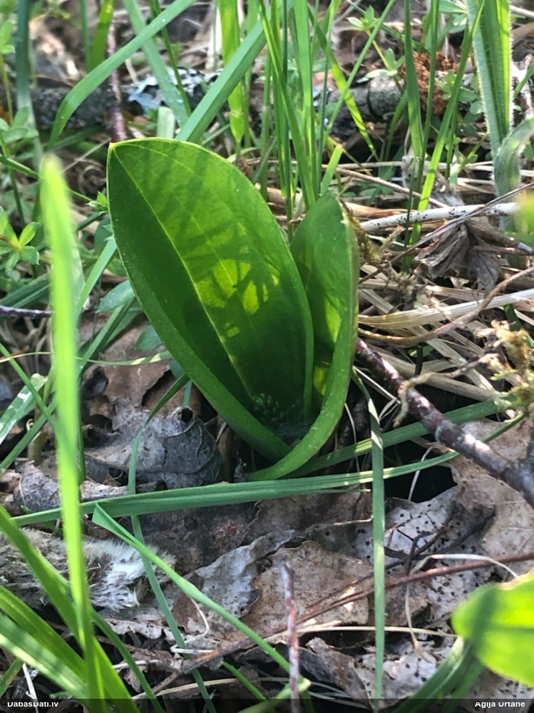 тайник яйцевидный