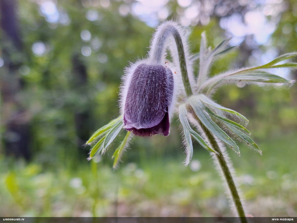 прострел луговой