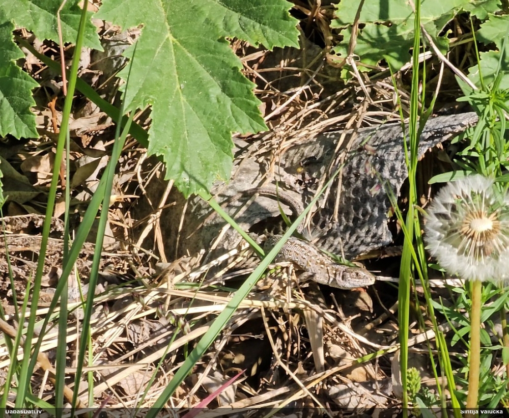 прыткая ящерица