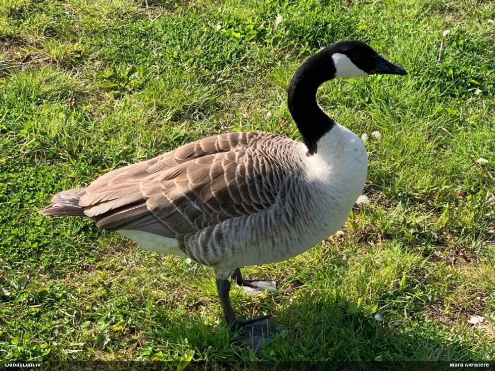 Канадская казарка