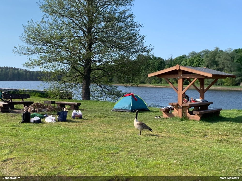 Канадская казарка