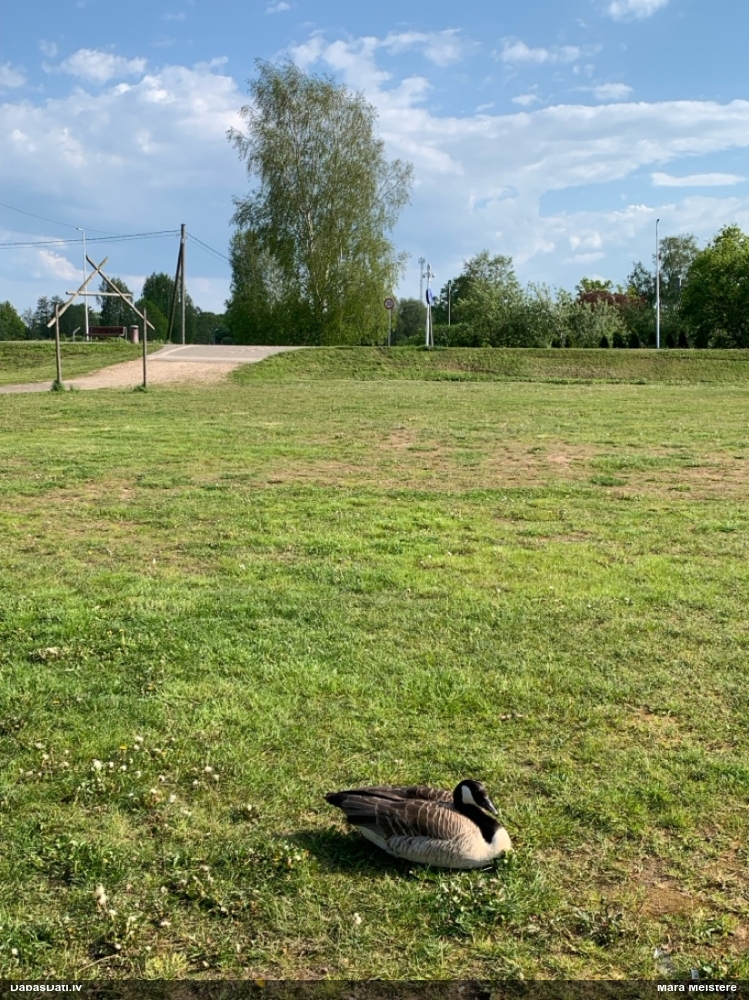 Канадская казарка