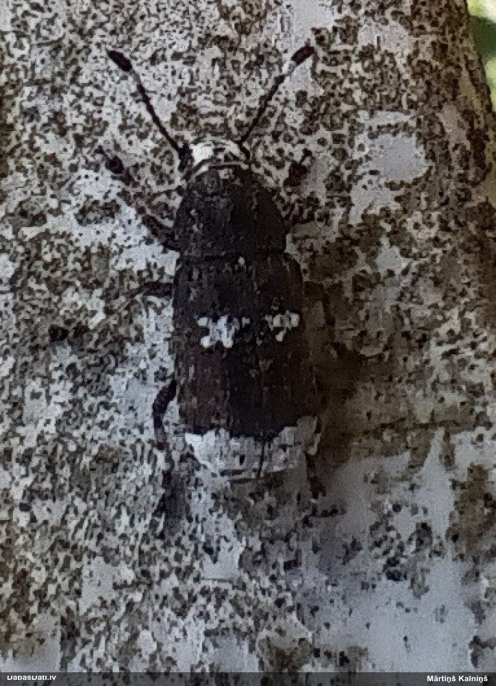 Platsmeceris Platystomos albinus