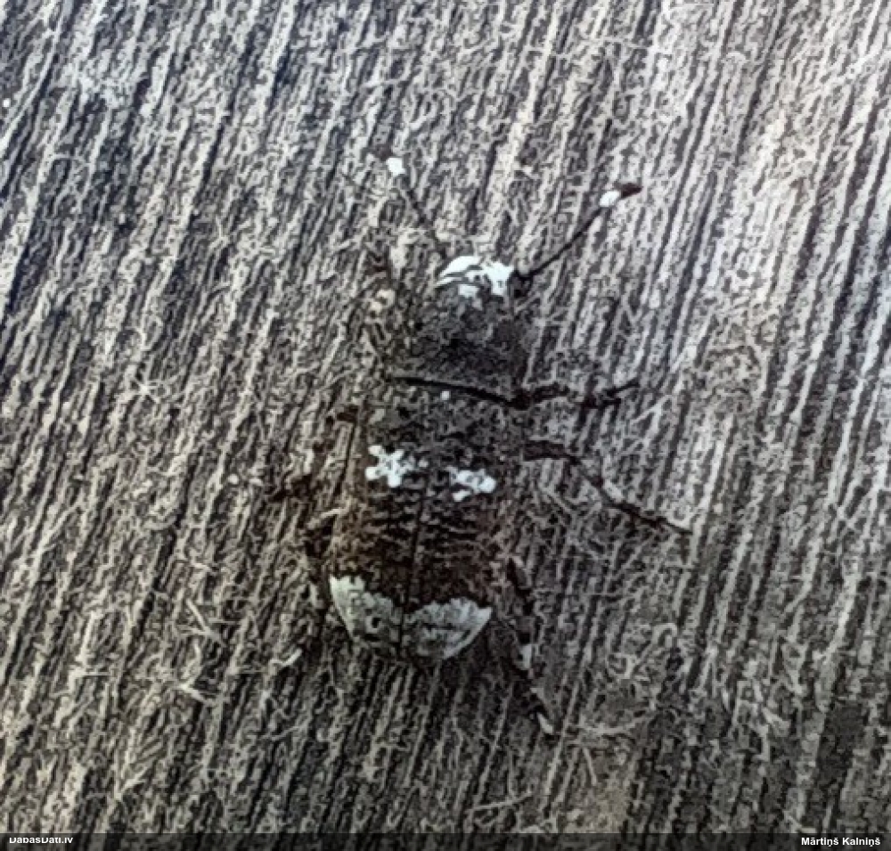 Platsmeceris Platystomos albinus