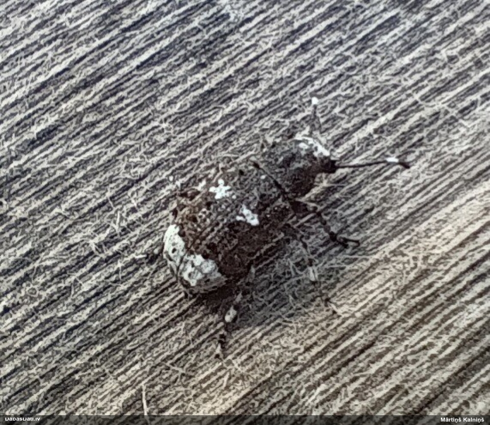 Platsmeceris Platystomos albinus