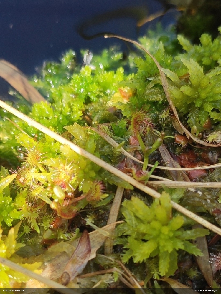 росянка круглолистная