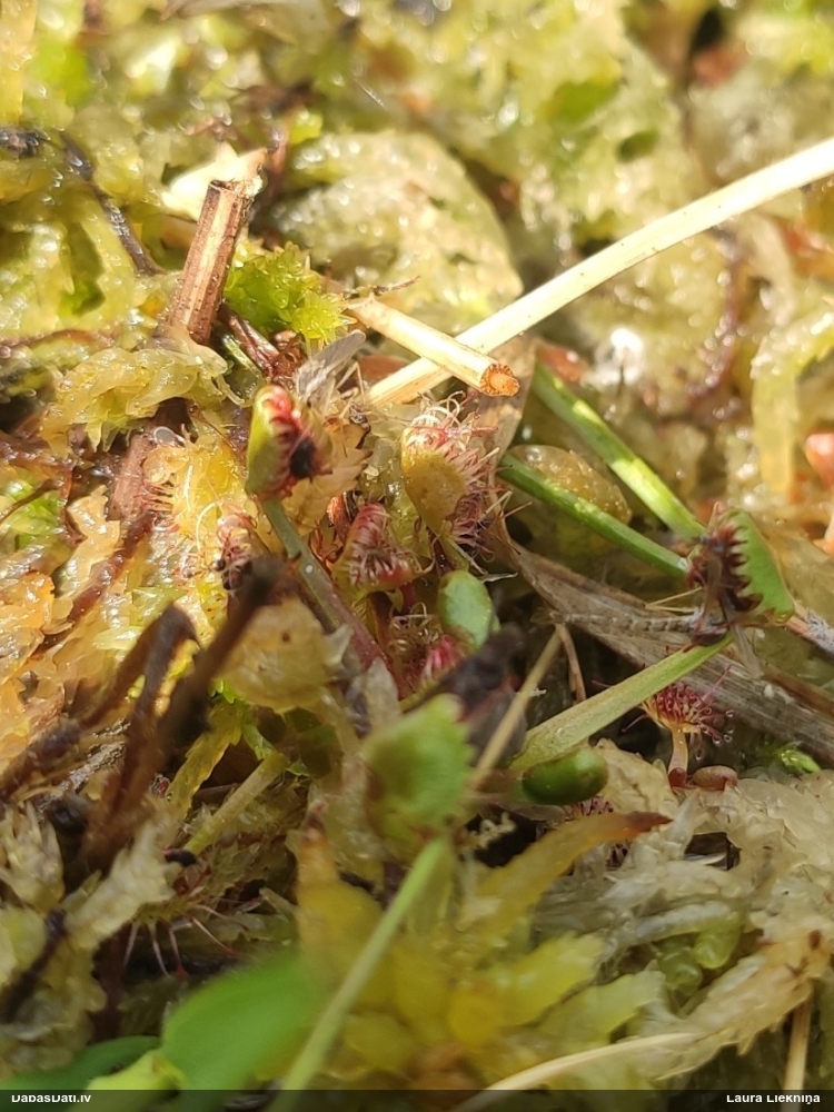 росянка круглолистная