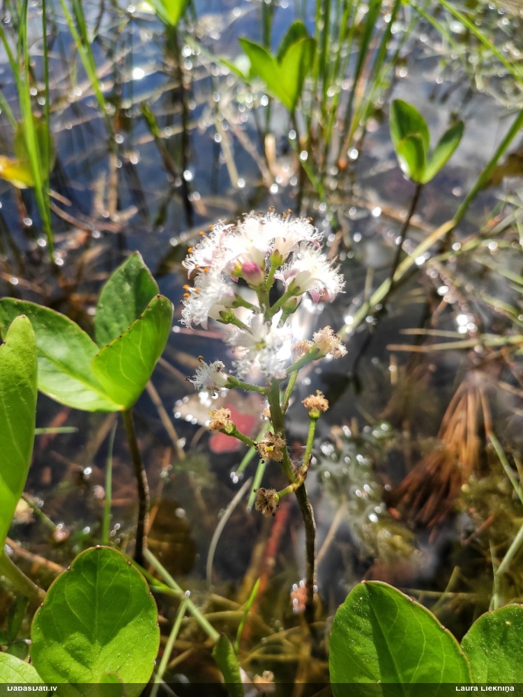 вахта трехлистная