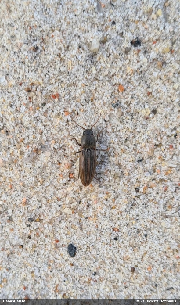 Svītrainais sprakšķis