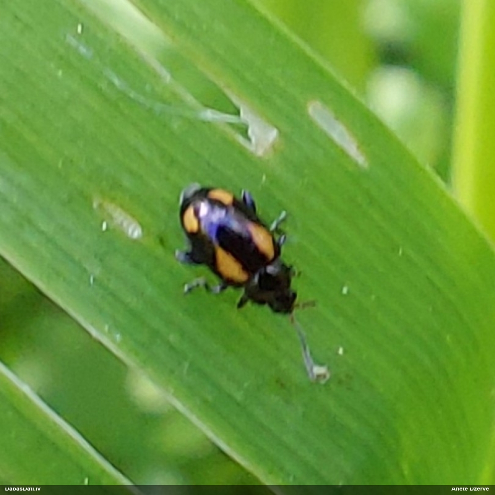 Spradzis Phyllotreta sp.
