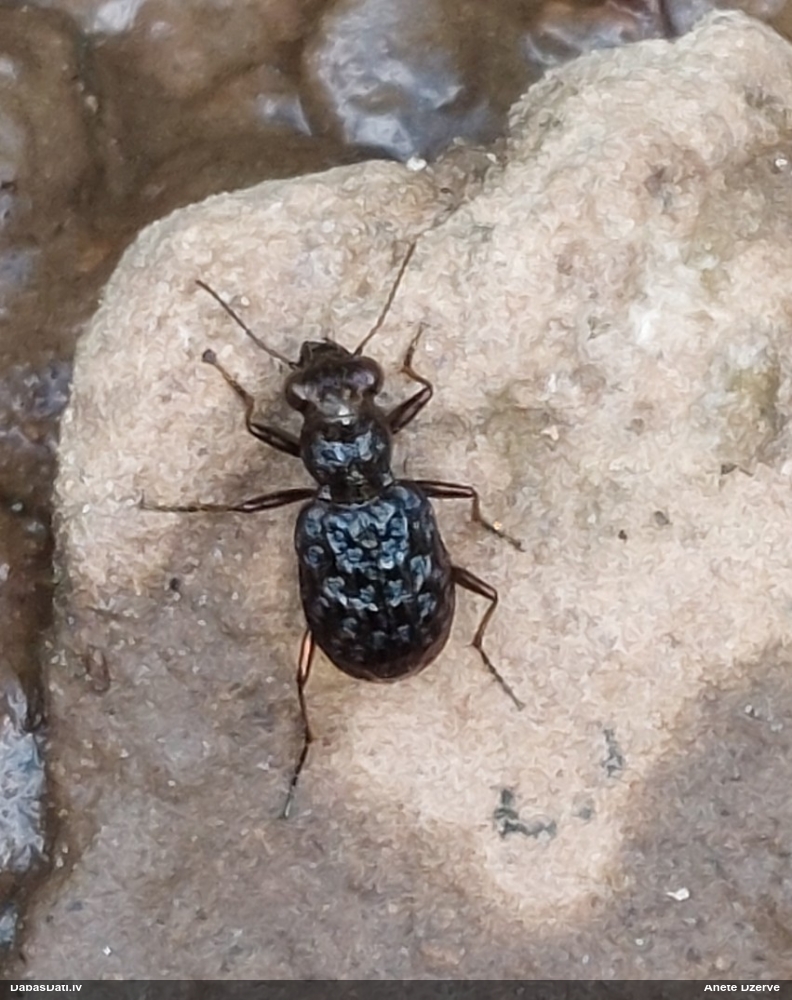 Skrejvabole Elaphrus cupreus