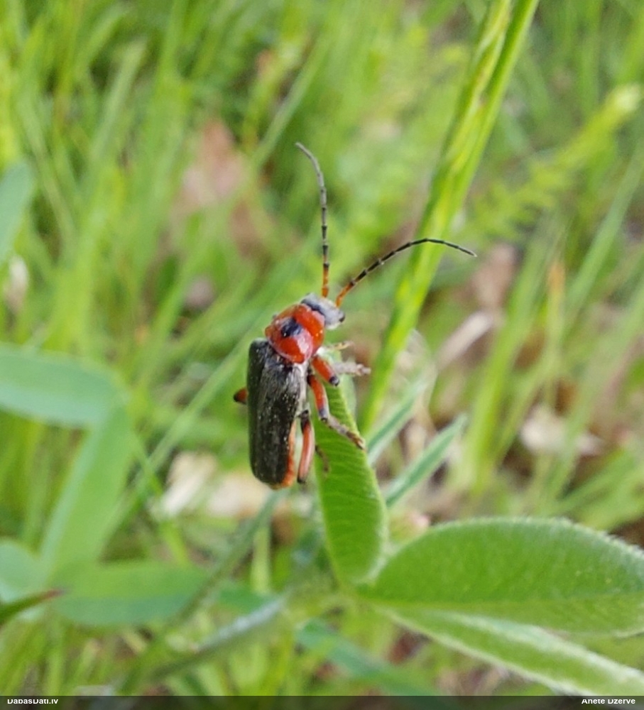 Mīkstspārnis Cantharis rustica