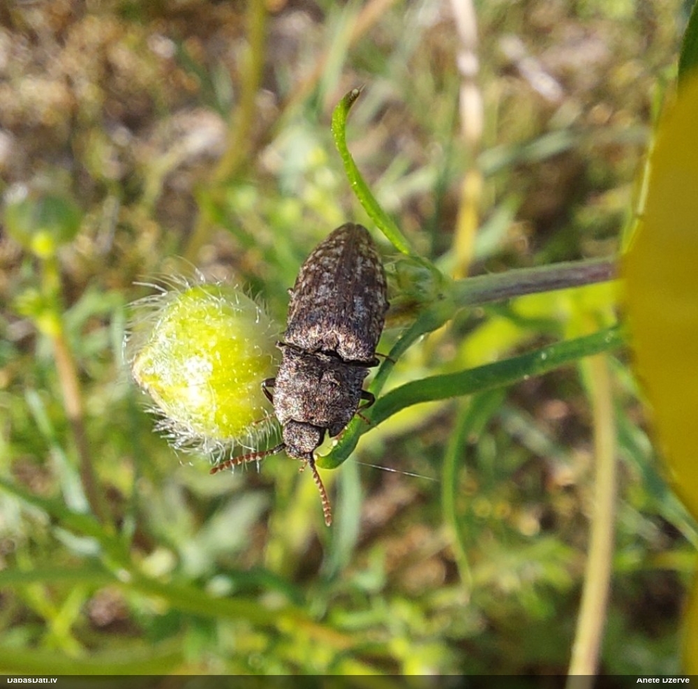 Sprakšķis Agrypnus murinus