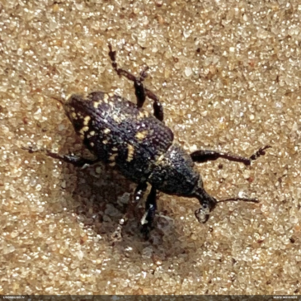 Lielais priežu smecernieks