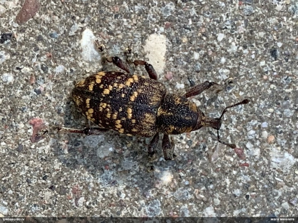 Lielais priežu smecernieks