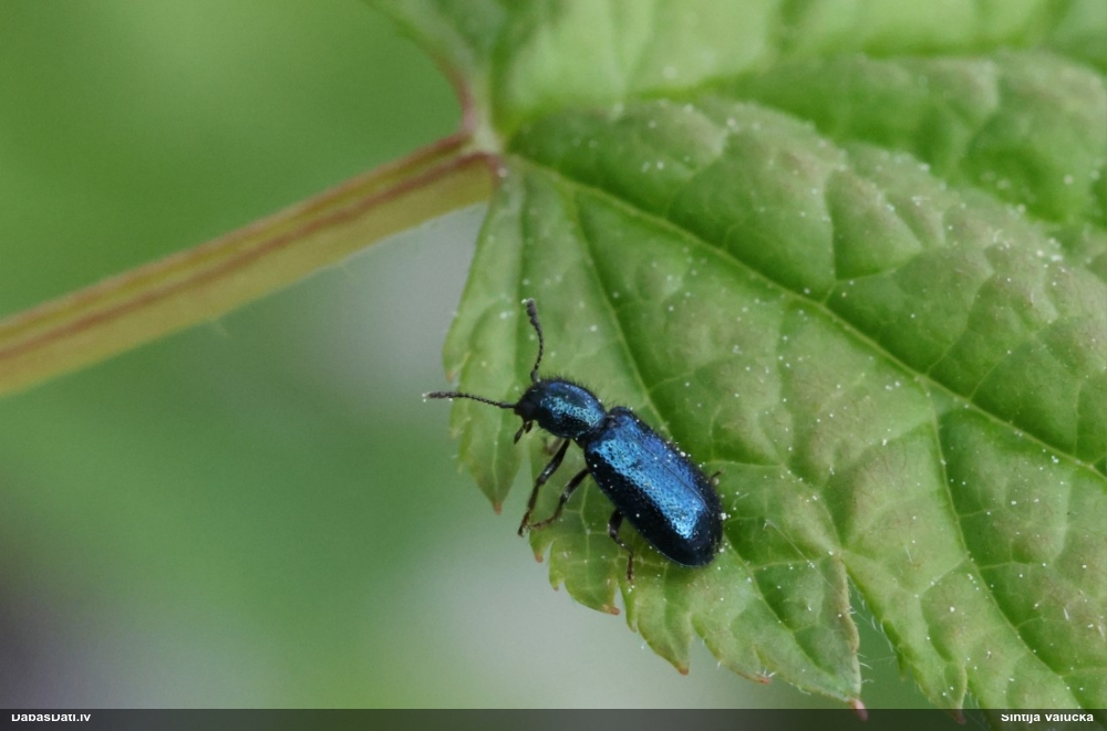 Jēlādenis Korynetes caeruleus
