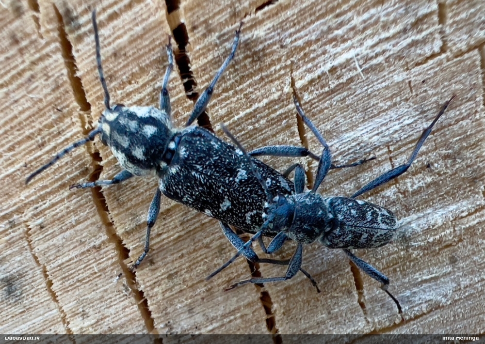 Tumšais apšu koksngrauzis