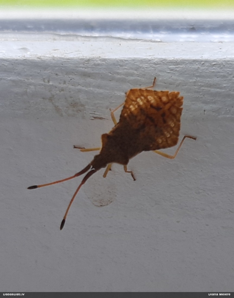 Ornamentblakts Syromastus rhombeus