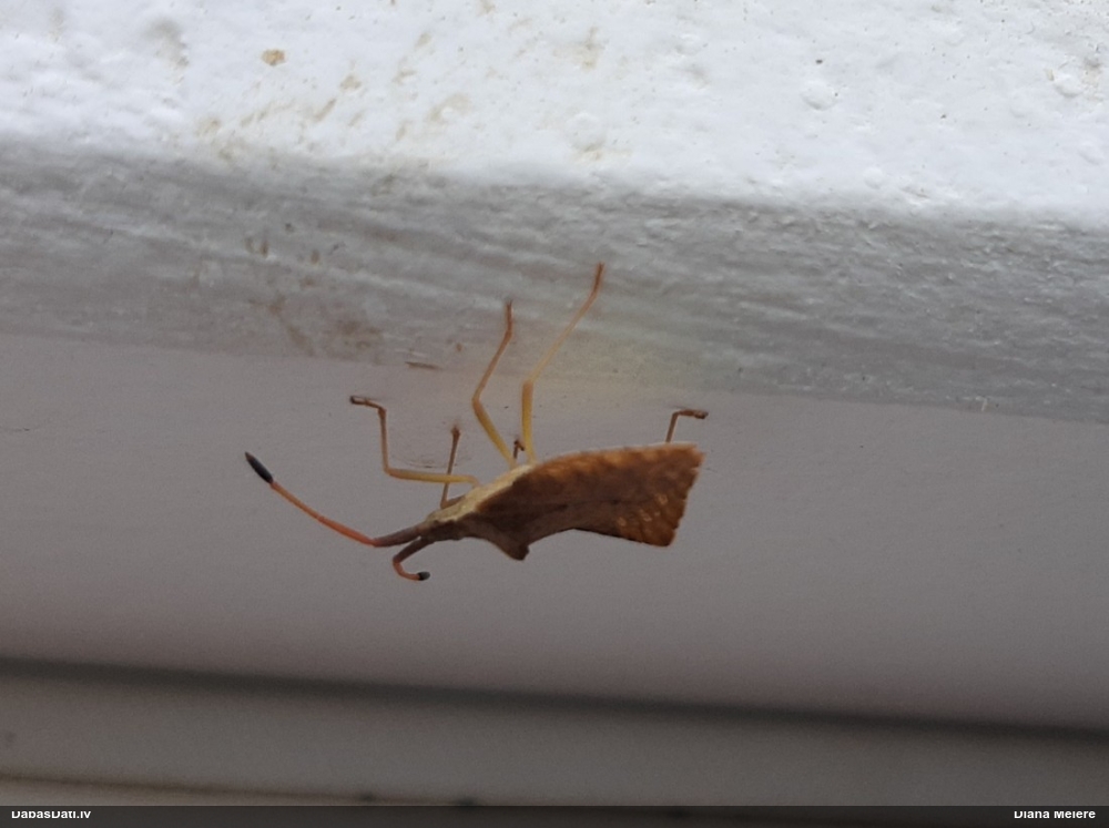 Ornamentblakts Syromastus rhombeus