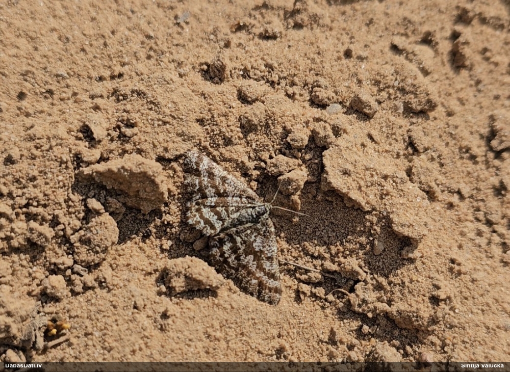 Brūnais viršu sprīžmetis