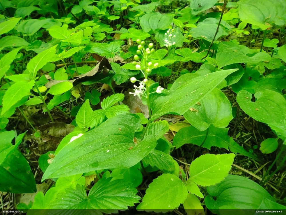 майник двулистный