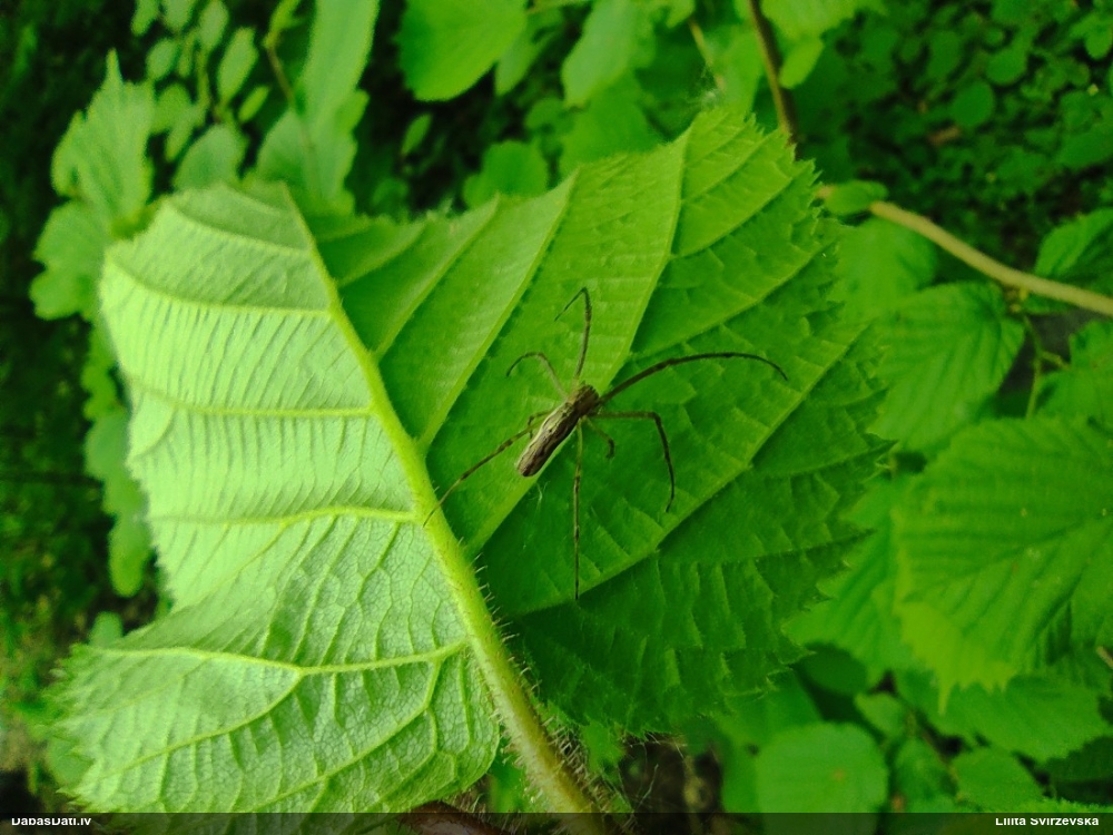 Zirneklis (nenoteikts)