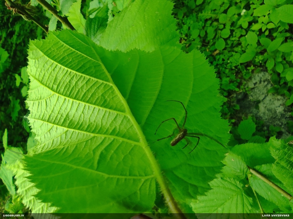 Zirneklis (nenoteikts)