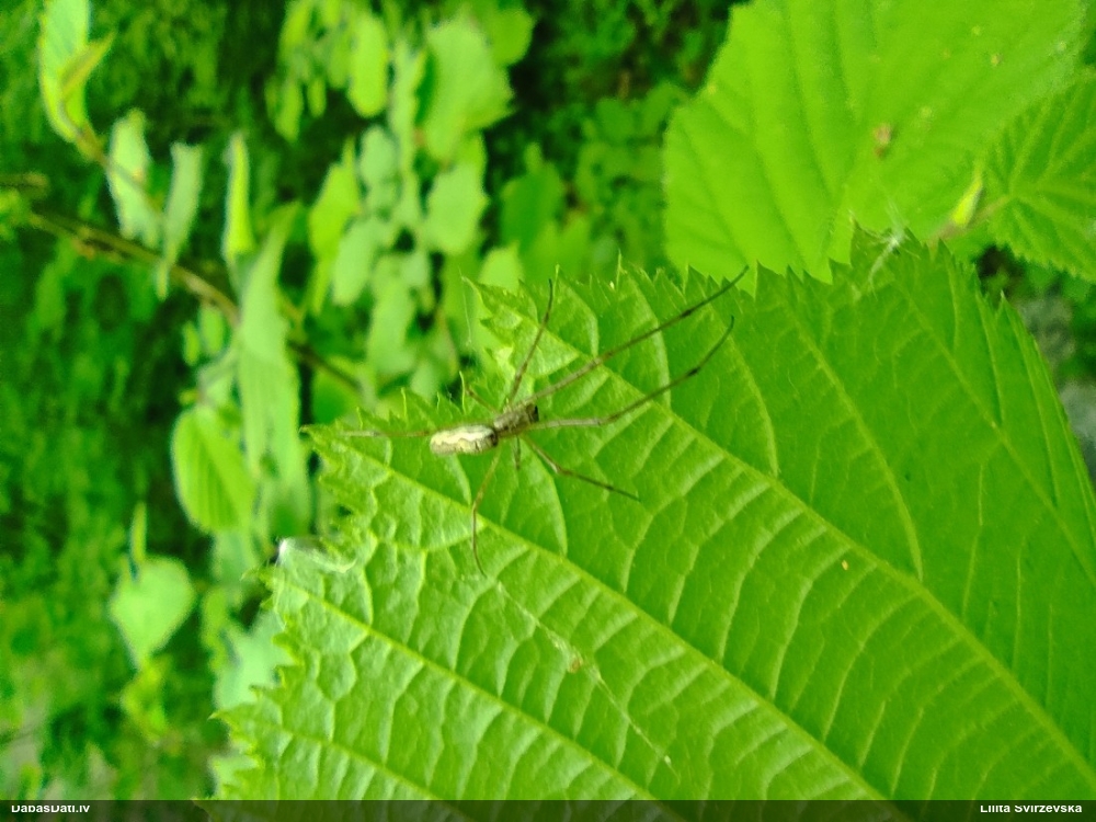 Zirneklis (nenoteikts)