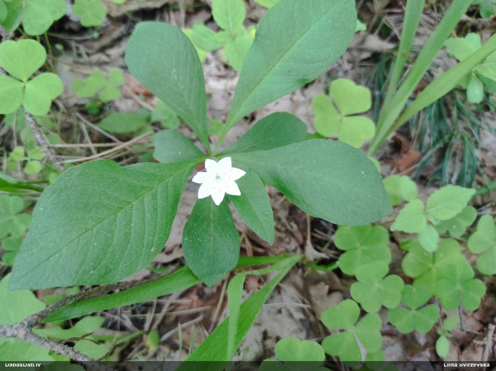 седмичник европейский