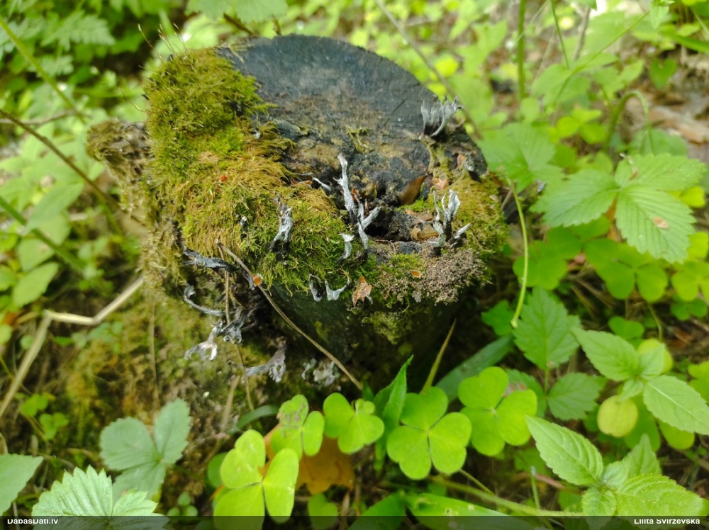 рожковидная ксилария