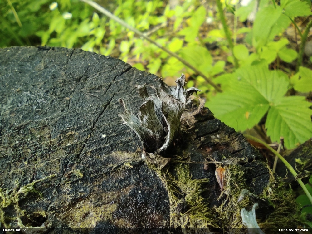 рожковидная ксилария