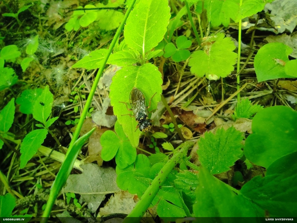 Plēvspārnis (nenoteikts)