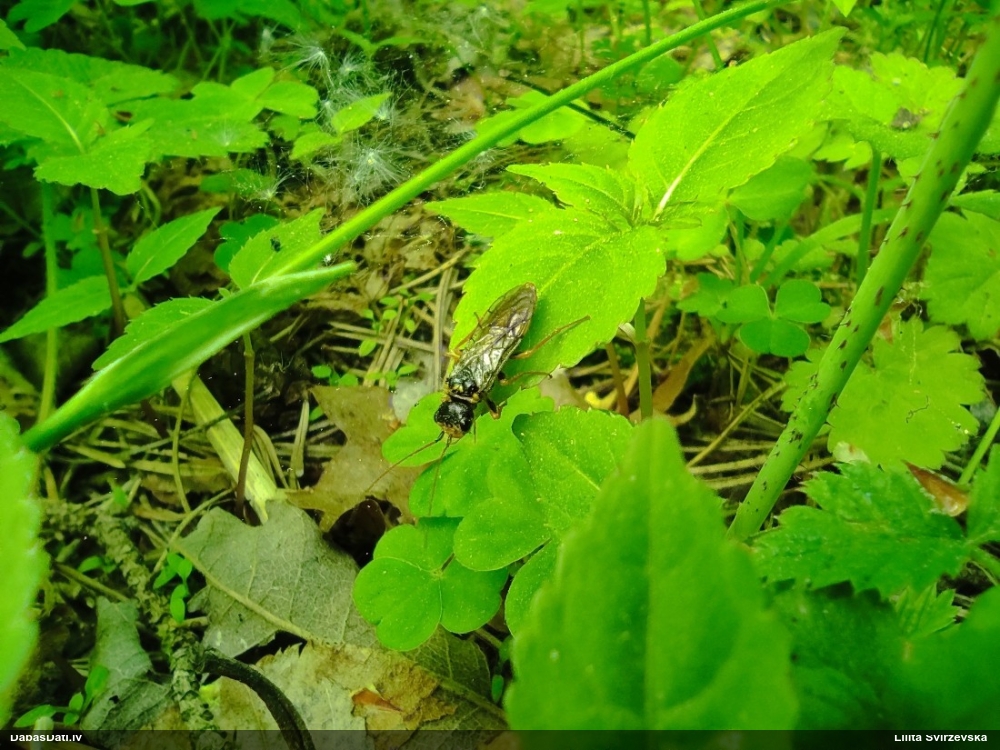 Plēvspārnis (nenoteikts)