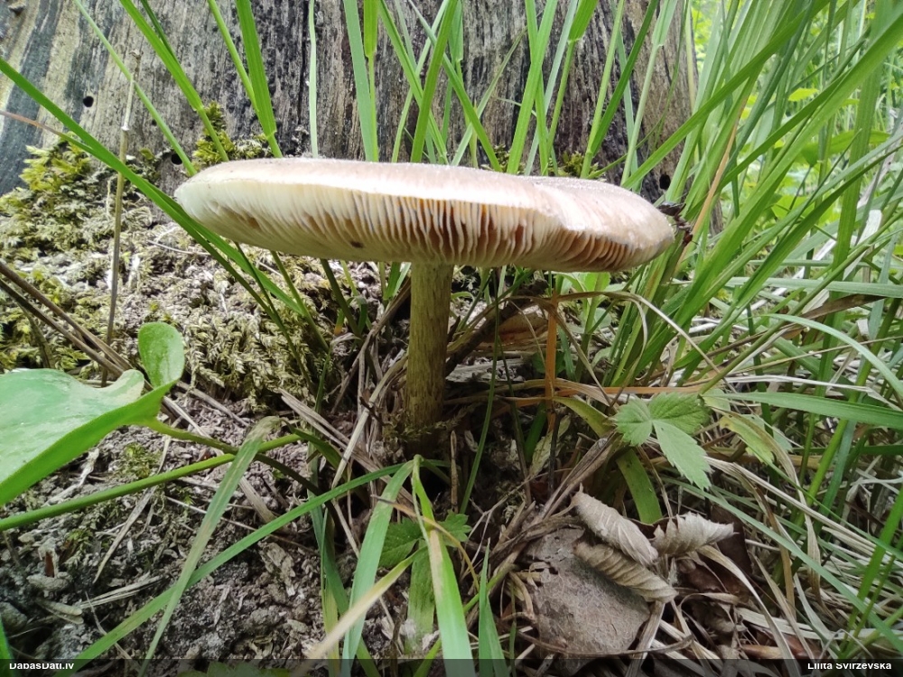 олений плютей