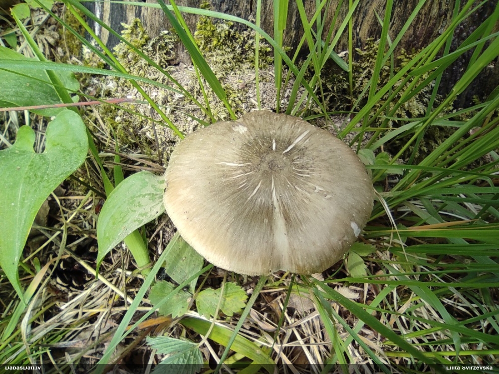 олений плютей