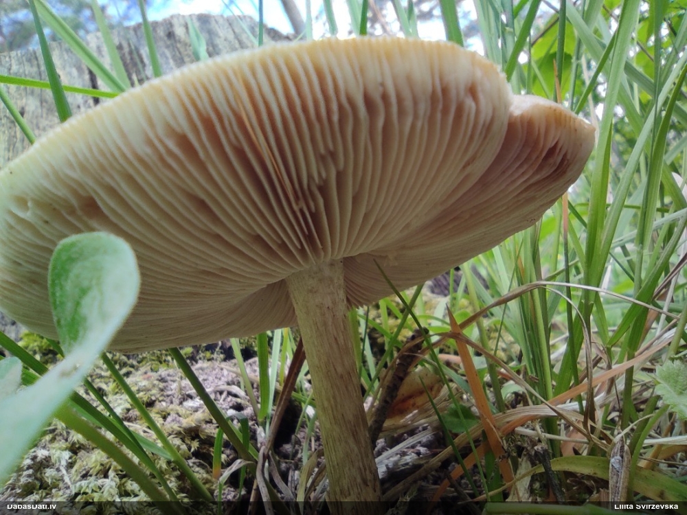 олений плютей