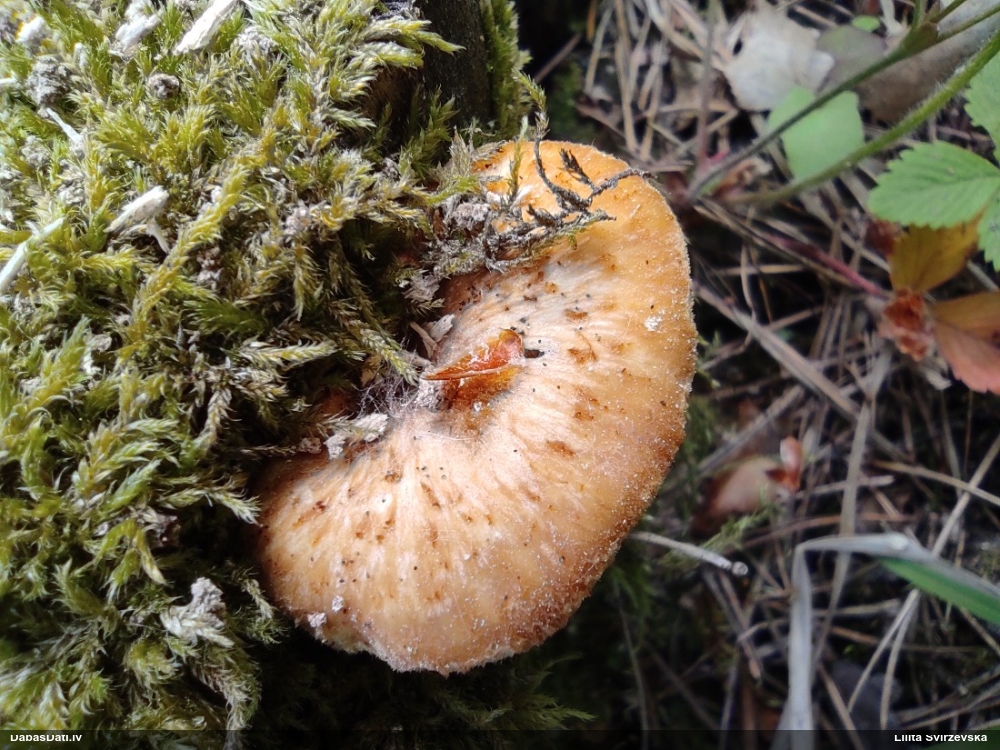 Bumbuļu kātiņpiepe