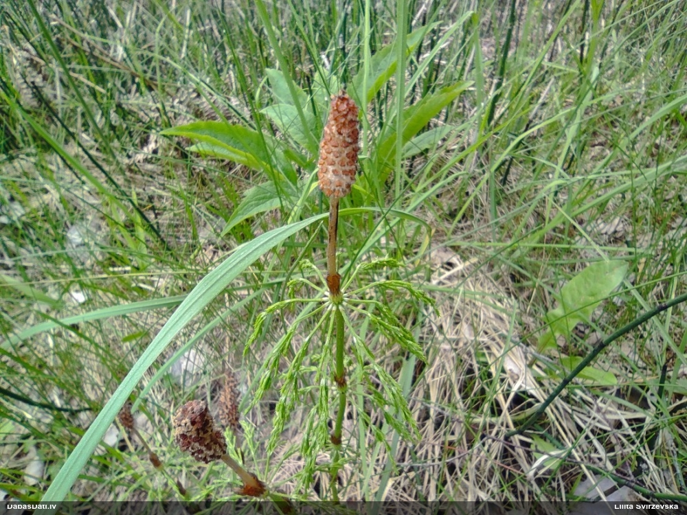 хвощ лесной