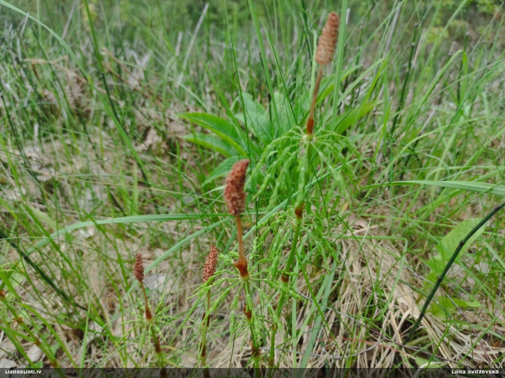 хвощ лесной