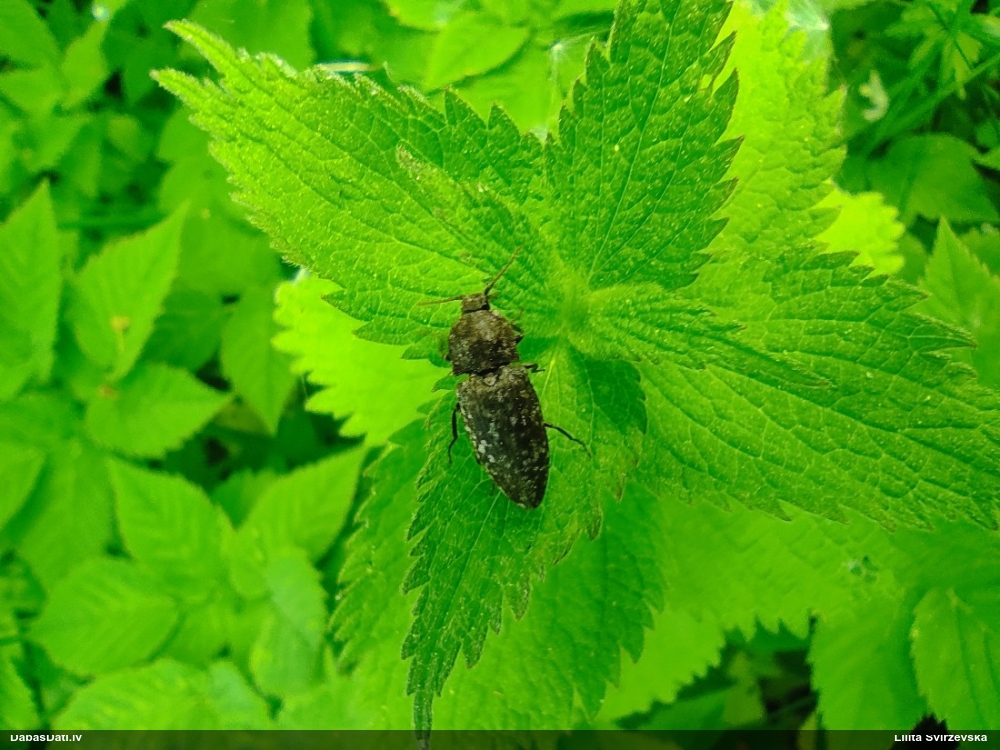 Sprakšķis Agrypnus murinus