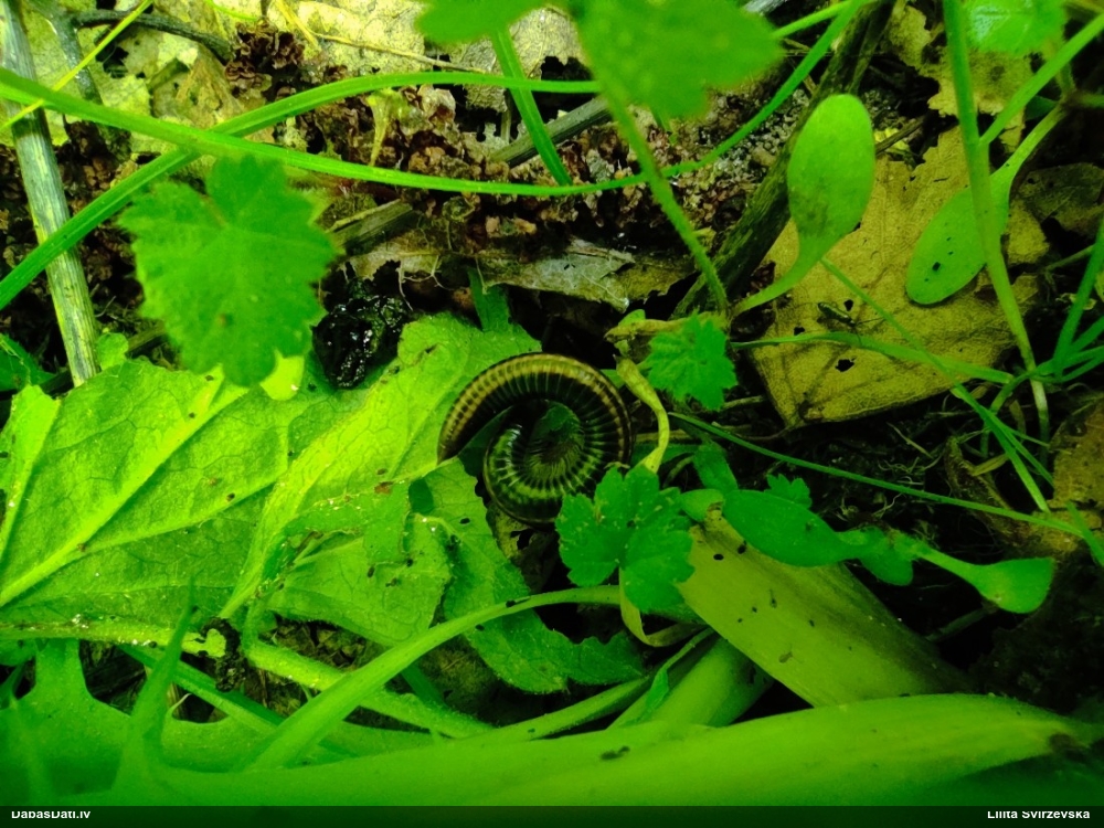 Tūkstoškājis (nenoteikts)