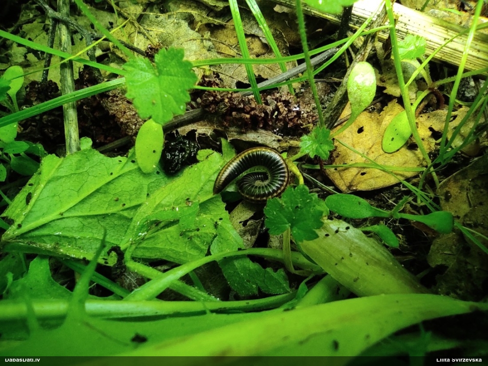 Tūkstoškājis (nenoteikts)